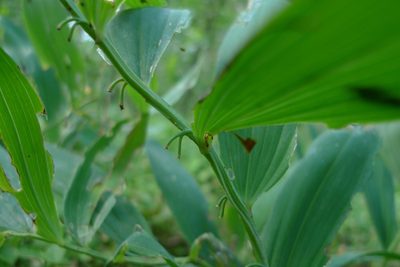 Polygonatum multiflorum, photographed by aga_l_