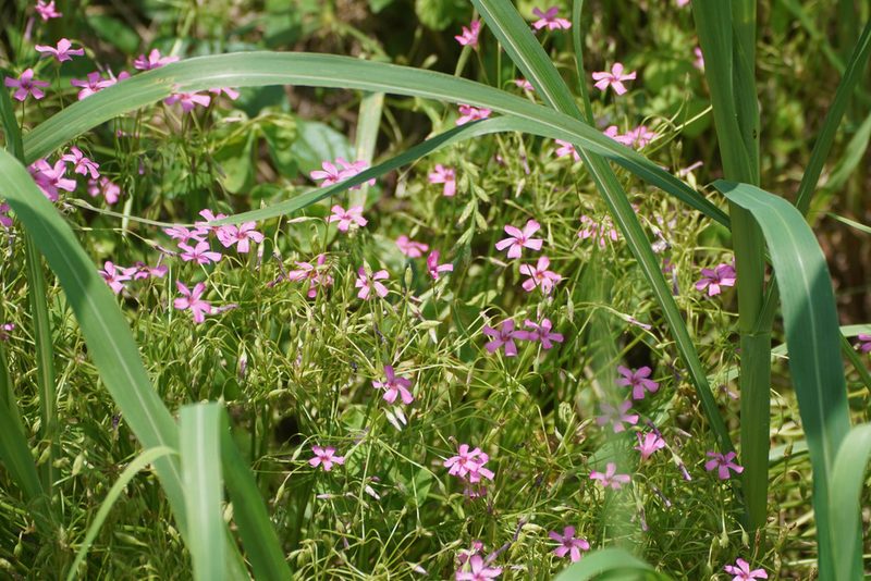 Oxalis articulata, photographed by WATANABE Hitoshi 渡辺仁