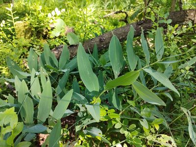 Polygonatum odoratum, photographed by aga_l_