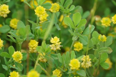 Trifolium campestre