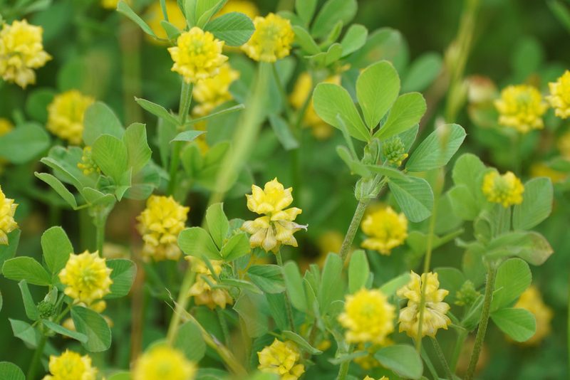 Trifolium campestre, photographed by WATANABE Hitoshi 渡辺仁