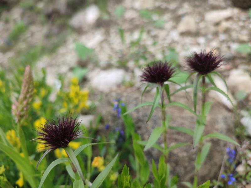 Dianthus barbatus, photographed by xulescu_g