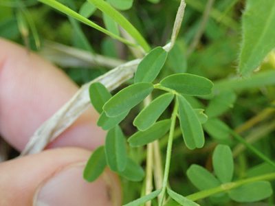 Hippocrepis comosa, photographed by John Kenrick Gibson