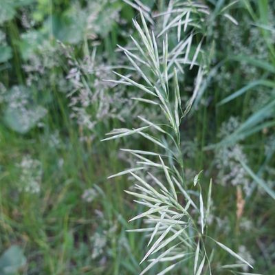 Bromus inermis, photographed by Michelle Norcéide