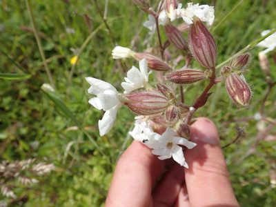 Silene latifolia, photographed by John Kenrick Gibson