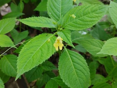Impatiens parviflora, photographed by aga_l_