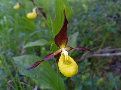Cypripedium calceolus