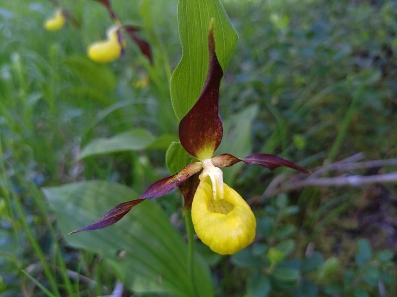 Cypripedium calceolus, photographed by Paweł Zuzelski