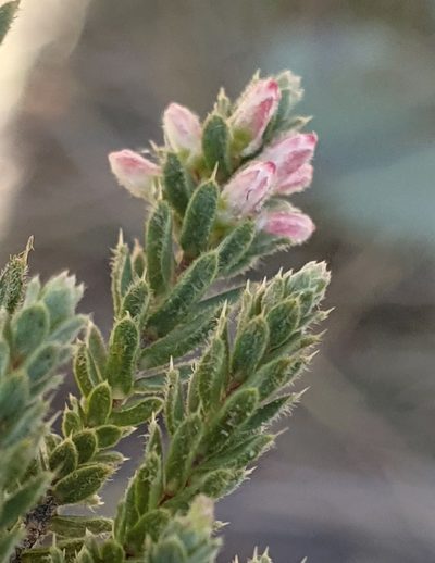 Styphelia attenuata, photographed by ronavery
