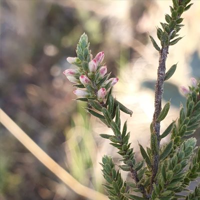 Styphelia attenuata, photographed by ronavery