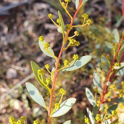 Acacia buxifolia