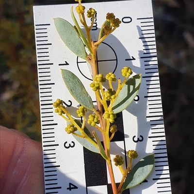Acacia buxifolia, photographed by ronavery