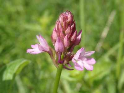 Anacamptis pyramidalis, photographed by John Kenrick Gibson