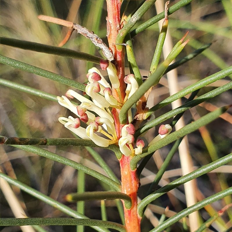 Hakea decurrens, photographed by ronavery