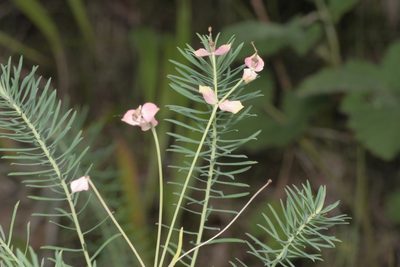 Euphorbia cyparissias, photographed by Nico