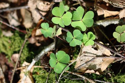 Oxalis acetosella, photographed by Paul Braun