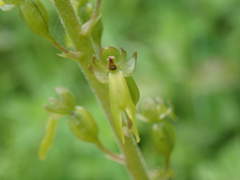 Neottia ovata, photographed by John Kenrick Gibson