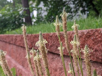 Plantago lanceolata, photographed by cgmayers