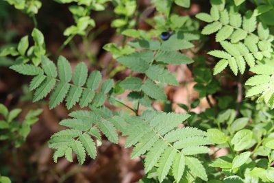 Sorbus aucuparia, photographed by Paul Braun
