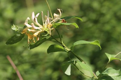 Lonicera periclymenum, photographed by Paul Braun