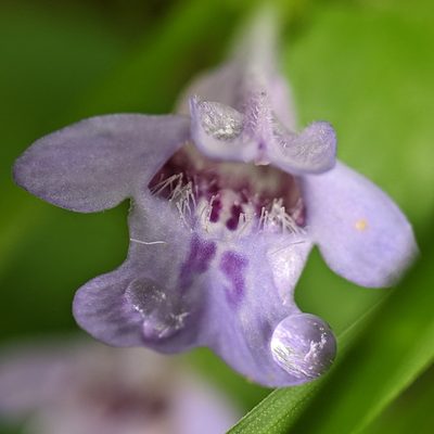 Glechoma hederacea, photographed by cgmayers