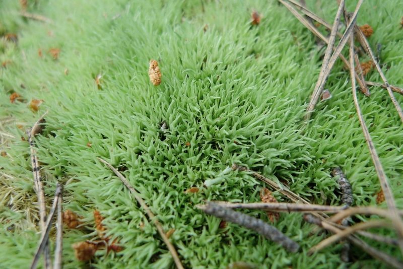 Leucobryum glaucum, photographed by aga_l_