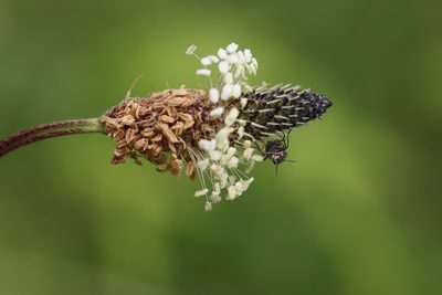 Plantago lanceolata, photographed by Paul Braun