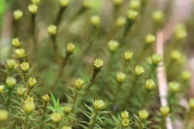 Polytrichum formosum, photographed by Paul Braun