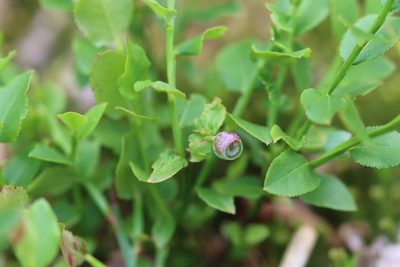 Vaccinium myrtillus, photographed by Paul Braun