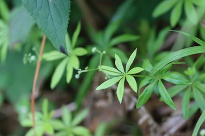 Galium odoratum, photographed by Paul Braun