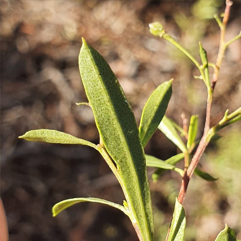 Dodonaea viscosa, photographed by ronavery