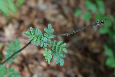 Sorbus aucuparia, photographed by Paul Braun