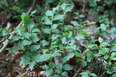 Vaccinium myrtillus, photographed by Paul Braun