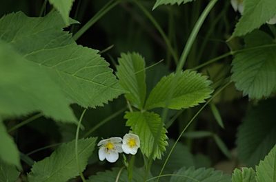 Fragaria viridis, photographed by Pavel Komkov