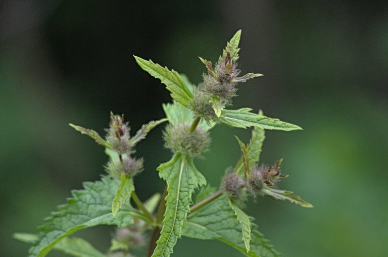 Phlomoides tuberosa, photographed by Pavel Komkov