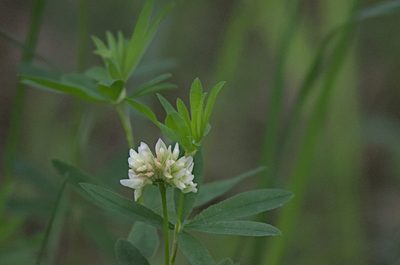 Trifolium lupinaster, photographed by Pavel Komkov