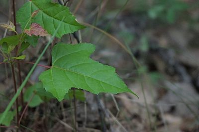 Acer tataricum