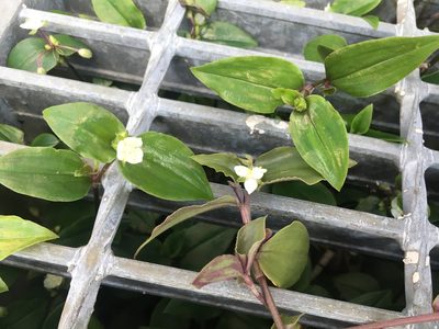 Tradescantia fluminensis, photographed by Luka S. (someplant)