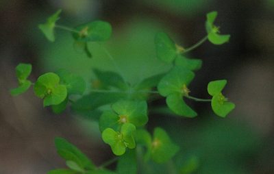 Euphorbia borealis, photographed by Pavel Komkov