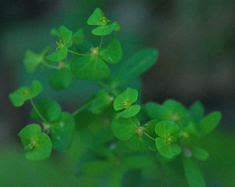Euphorbia borealis, photographed by Pavel Komkov