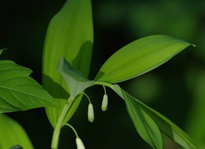 Polygonatum odoratum, photographed by Pavel Komkov