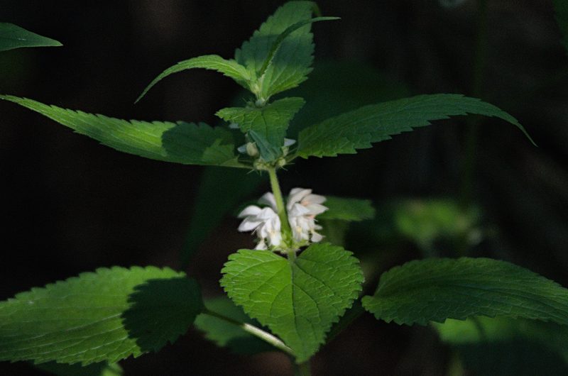 Lamium album, photographed by Pavel Komkov