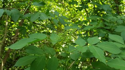 Sambucus nigra, photographed by Aurelijus Narbutas