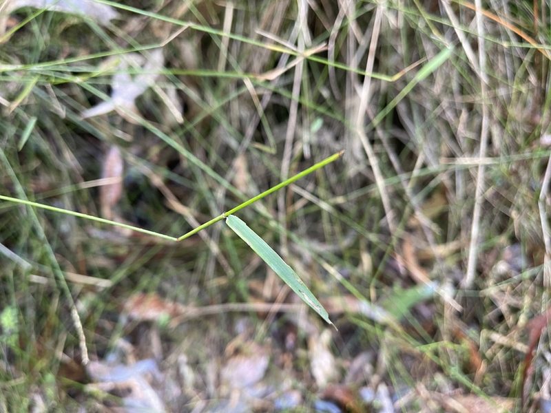 Tetrarrhena juncea, photographed by Dylan Wishart