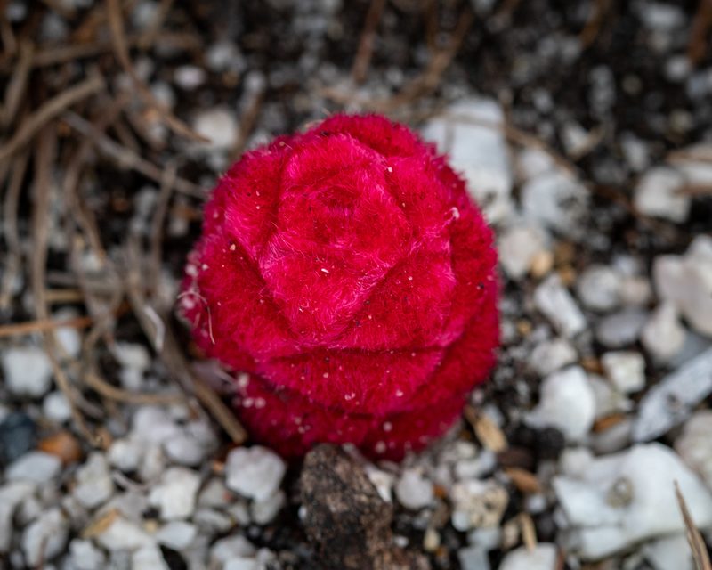 Hyobanche sanguinea, photographed by magriet b