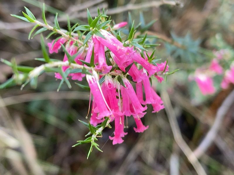 Epacris impressa, photographed by Dylan Wishart