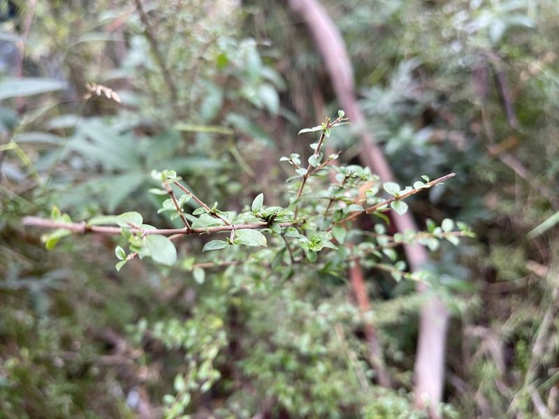 Coprosma quadrifida, photographed by Dylan Wishart