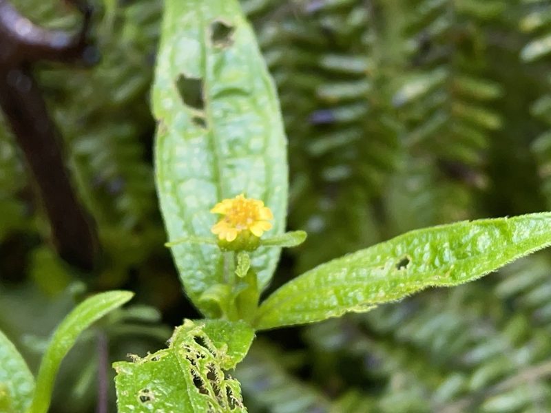 Sigesbeckia orientalis, photographed by Dylan Wishart