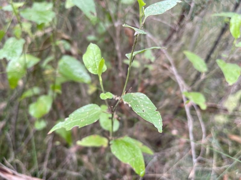 Goodenia ovata, photographed by Dylan Wishart