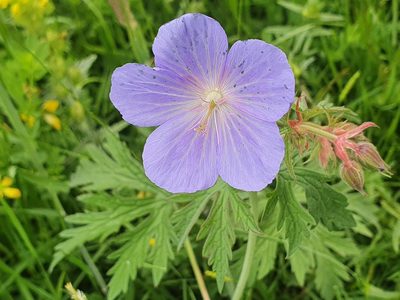 Geranium pratense, photographed by Sam King Gamblin